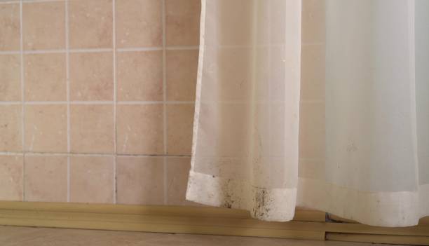 Clayton, NM Mold Removal Pros