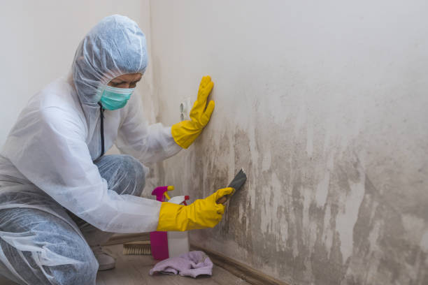 Best Mold Prevention Services  in Clayton, NM