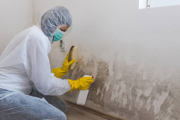 Best Mold Removal for HVAC Installations  in Clayton, NM