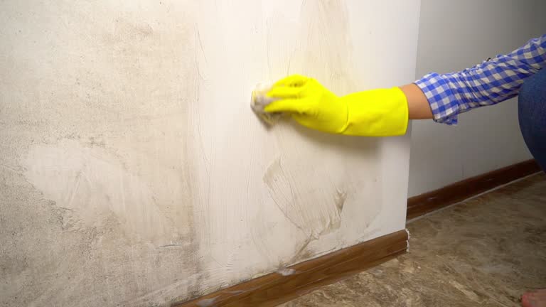 Biohazard Mold Removal in Clayton, NM