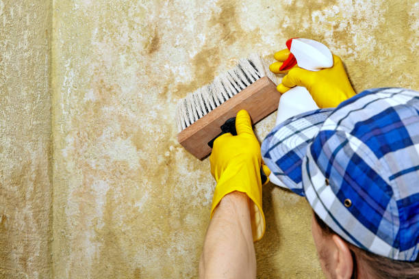Best Attic Mold Removal  in Clayton, NM