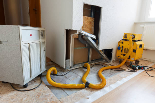 Best Basement Mold Removal  in Clayton, NM