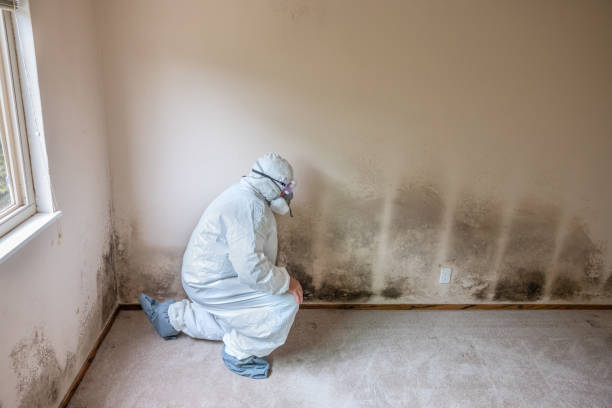 Professional Mold Removal in Clayton, NM
