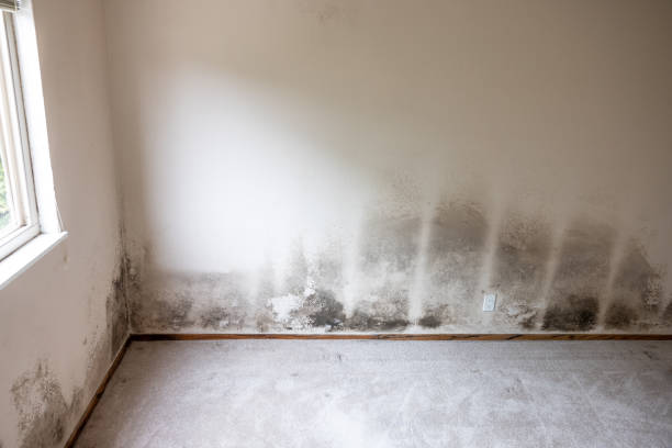 Best HVAC Mold Inspection and Cleaning  in Clayton, NM
