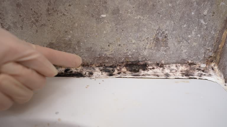 Best Residential Mold Inspection & Testing  in Clayton, NM
